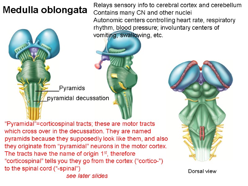 Medulla oblongata  Relays sensory info to cerebral cortex and cerebellum Contains many CN